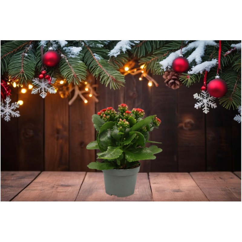 Flammendes Käthchen