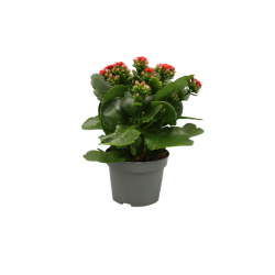 Flammendes Käthchen